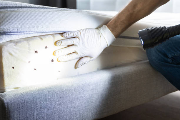 Best Affordable Pest Control Services  in Sylvan Lake, MI